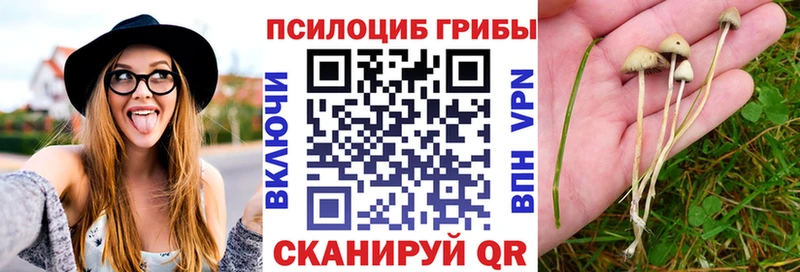 где купить   блэк спрут вход  Галлюциногенные грибы Psilocybine cubensis  Змеиногорск 